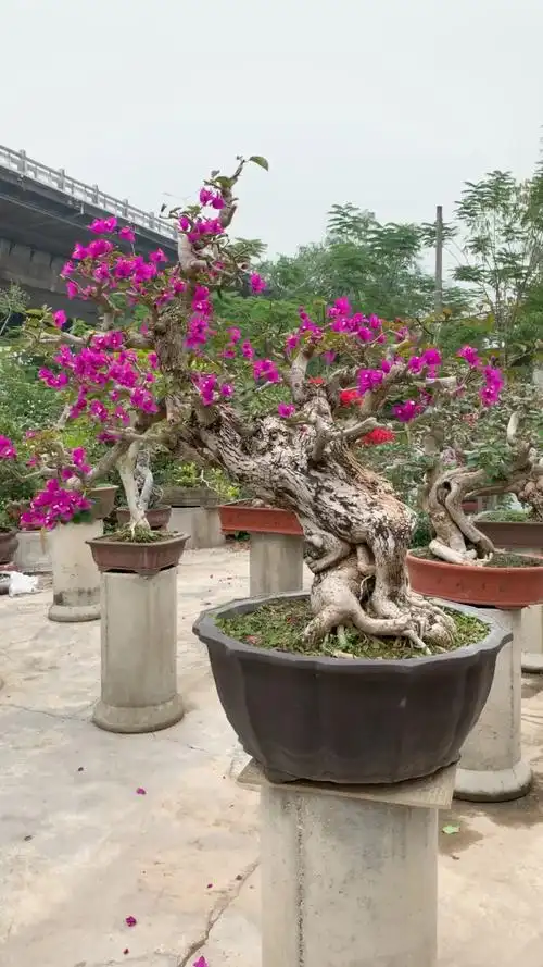 小叶紫 临水三角梅老桩