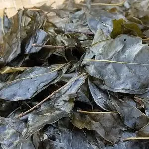 包邮贵州特产野生苦丁茶 遵义苦茶特级大叶小叶500g 拍两份送一斤