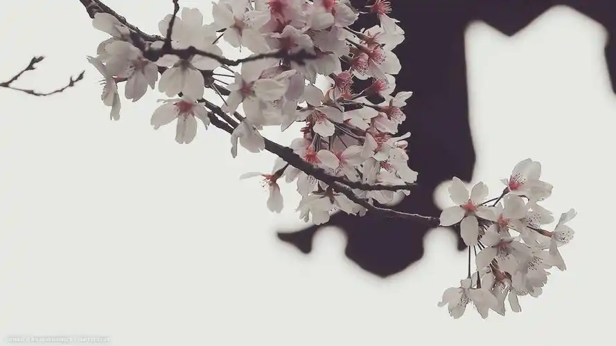 电脑壁纸 平铺壁纸 windows mac pro/air 文艺 清新 自然风光 高清