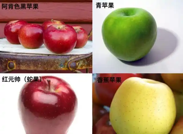 苹果是我国的原产水果吗这水果的历史还真有点曲折呢