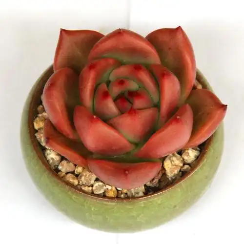 红颜蜜语精养单头状态云南南美多肉植物满包邮多肉植物