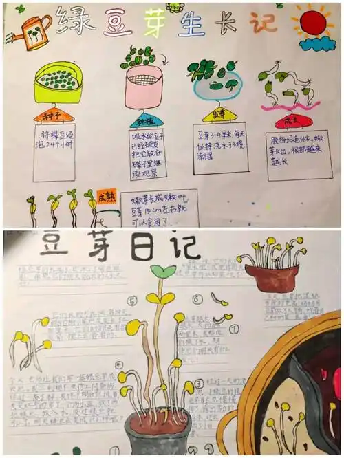 为了更形象,生动地记录绿豆长大的过程,他们还制作了"绿豆成长记"手