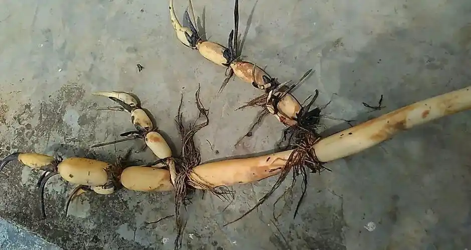 清炒,炖汤……味美可口的湖北藕5步读懂_莲藕