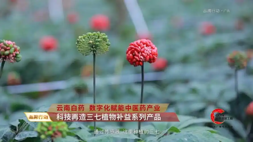 在云南白药文山gap种植基地里,三七智慧化工厂引入了最新数字设备.