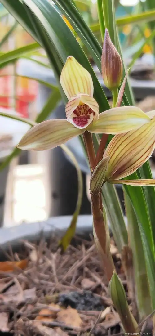 春剑红舌-春剑篇-中国兰花交易网社区