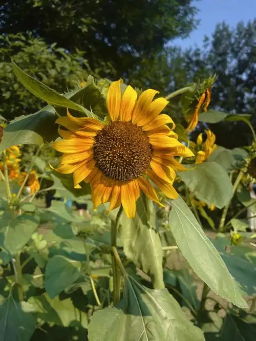 又到了去奥森看向日葵的季节啦