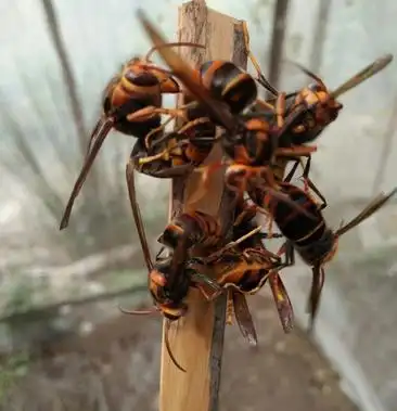 胡蜂黄脚蜂王全程控王控雄一对一交配