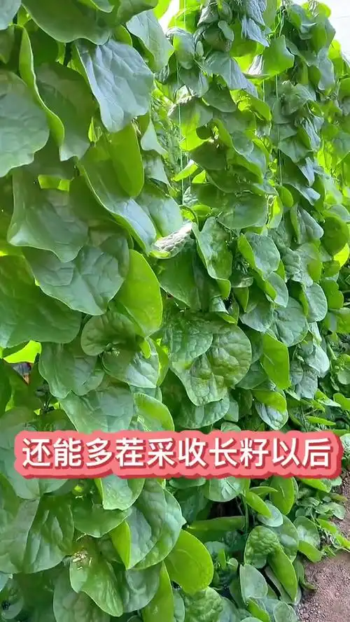 大叶木耳菜,南方人的最爱,种植过程分享