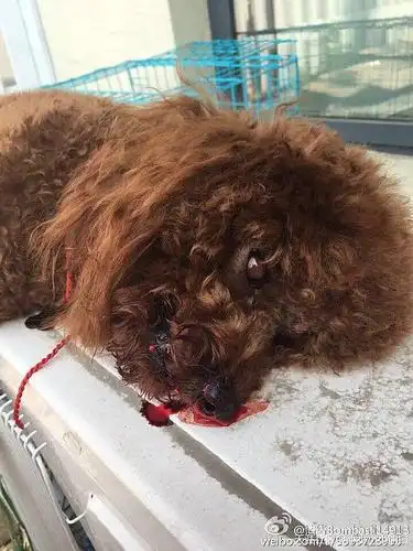 (转)泰迪coco的死亡真相.好可怕