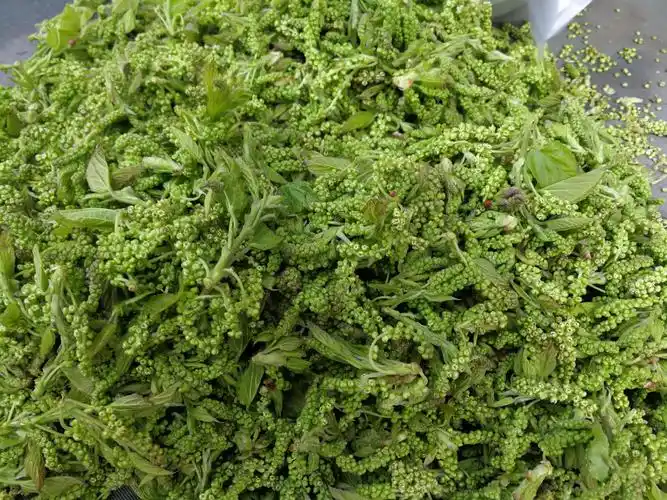 云南美味野生食用花