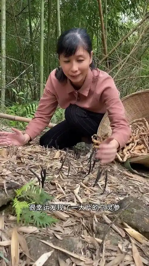 乌灵参挖到怀疑人生,非常难挖