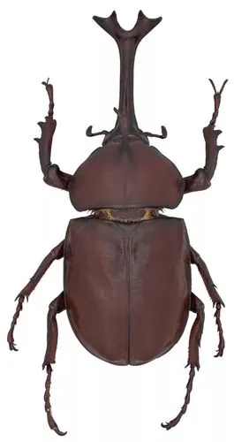 虫趣点滴这么美丽美味的金龟子你见吃过吗