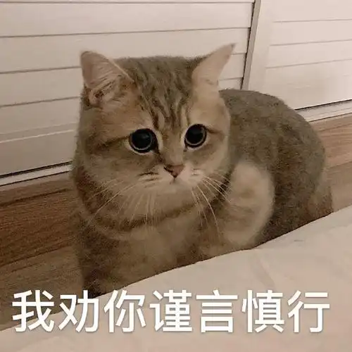 萌宠喵星人我劝你谨言慎行说话小心点严肃淘气gif动图_动态图_表情包