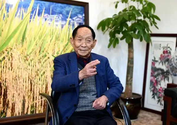 著名科学家袁隆平:"把中国人的饭碗牢牢端在自己手中"