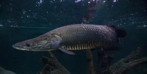 如何养殖巨骨舌鱼(海象鱼),选用大型鱼缸的关键步骤