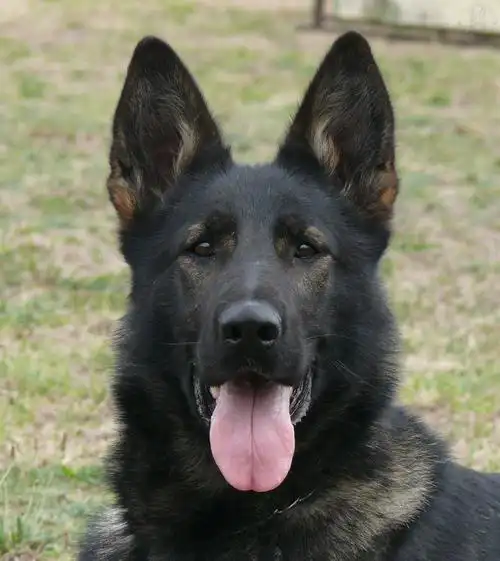 wanesa aites bohemia-种犬信息-东德牧羊犬,东德牧羊犬种公,东德牧羊