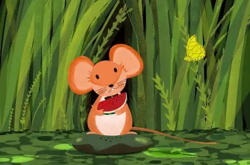 老鼠在吃西瓜 夏天