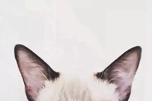 好想长一双猫耳朵啊,有什么心事都用耳朵来告诉你