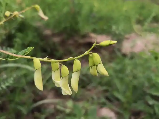 黄芪开花时的美丽中带有一丝丝含蓄