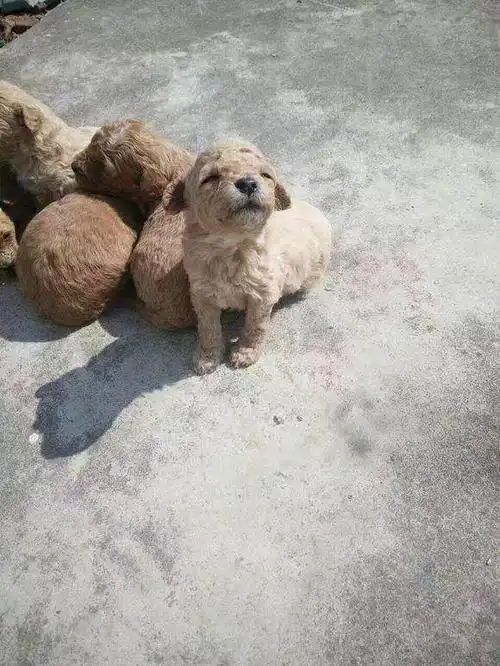 白色土狗生了一窝小泰迪,原来狗爸爸是"隔壁老