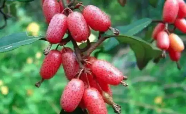 儿时经常吃的6种野果,大家还记得不?