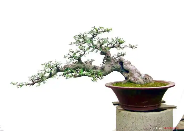 一盆临水榆树 - 树影木风 - 盆景乐园 - 中国最专业,最受欢迎的盆景