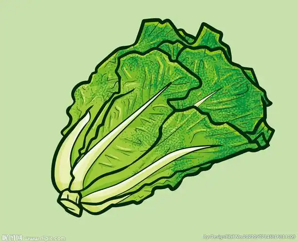 生菜手绘图片