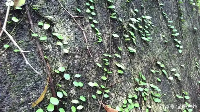 深山老林野生中药材石瓜子
