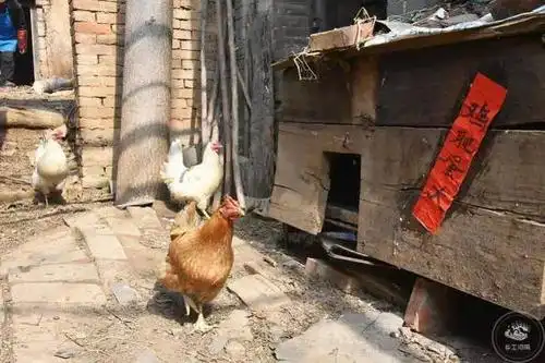 这个鸡窝上刚贴了"鸡肥蛋大",就有几只老母鸡伸过头来看,好像她们觉得