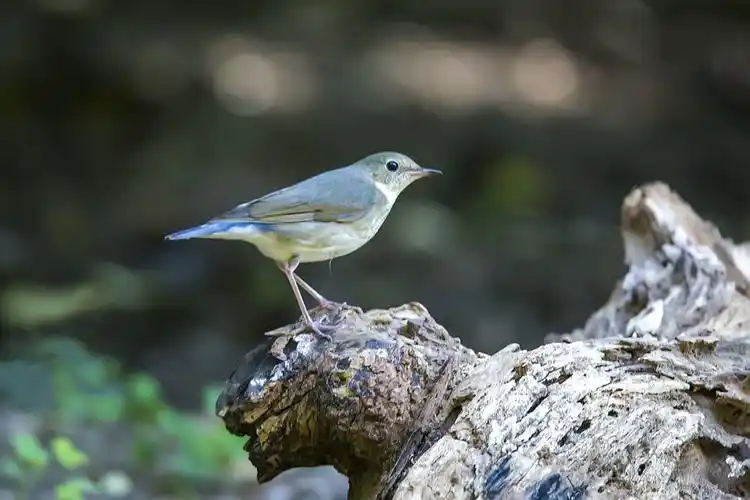 {一只蓝歌鸲母}