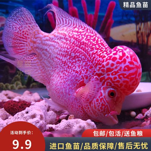 鸿运当头罗汉鱼苗活体热带鱼爆头观赏鱼泰国珍珠金花泰金德萨马骝