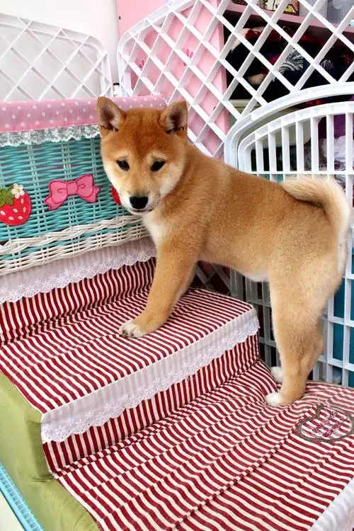 柴犬宝宝 随时看狗 多窝选择 疫苗齐全