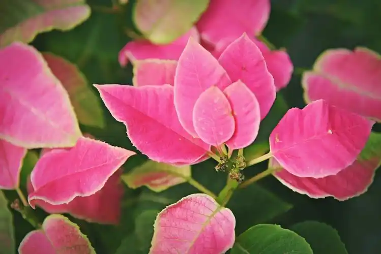 粉色叶子的植物,似花非花,似叶非叶,原创摄影