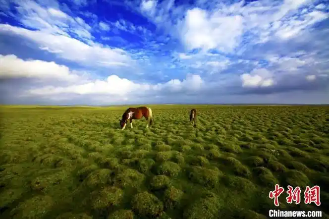 甘肃草原植被盖度达5303部分退化草原植被现顺向演替