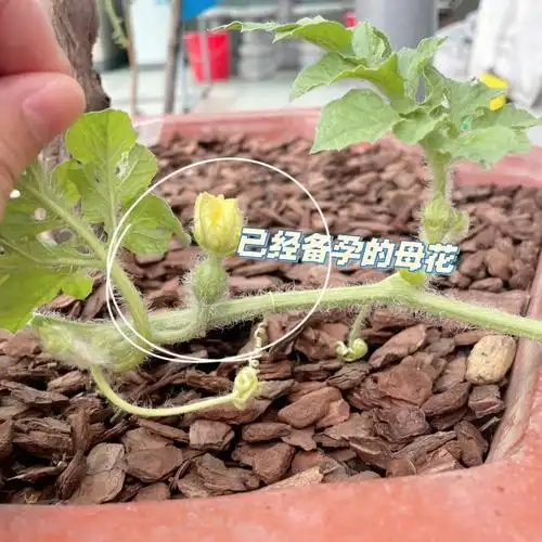 西瓜苗这两个雌花能等到雄花开花吗