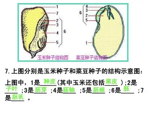 上图分别是玉米种子和菜豆种子的结构示意图: 种皮 果皮 上图中,1是