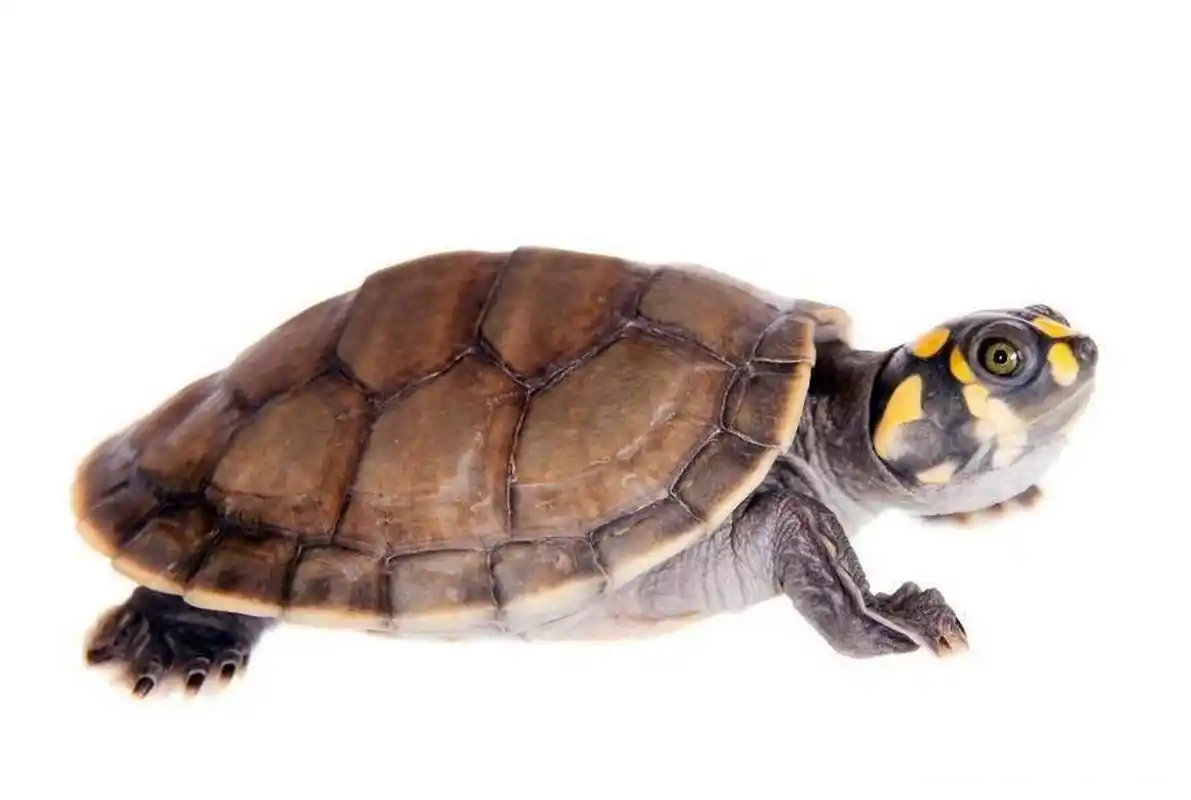 是的,这是黄头侧颈龟,别称黄斑侧颈龟,黄纹侧颈龟,四肢的前侧面和