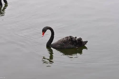 随拍黑天鹅