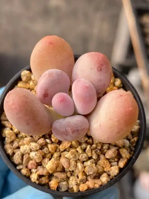 奶酪单头小桩子5cm盆控养