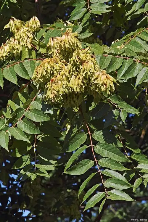 你认识臭椿树吗?被农民嫌弃的它,为何被古人称为"树王"?