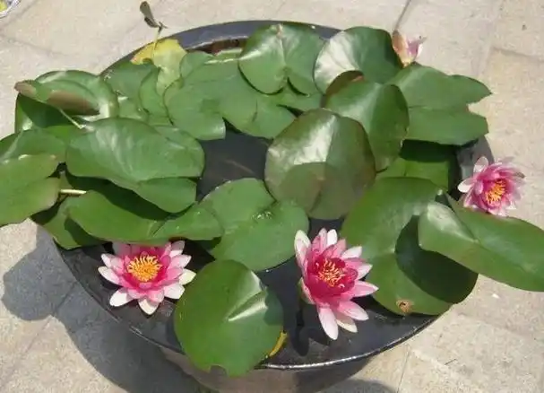 心理测试:四盆睡莲,你想要哪盆?测九月你将会迎来怎样的好运