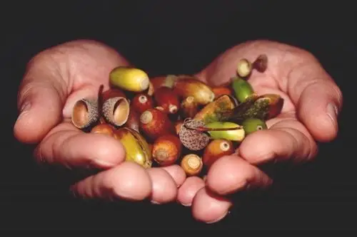 hands, acorns, oak, autumn, art, nature, decoration