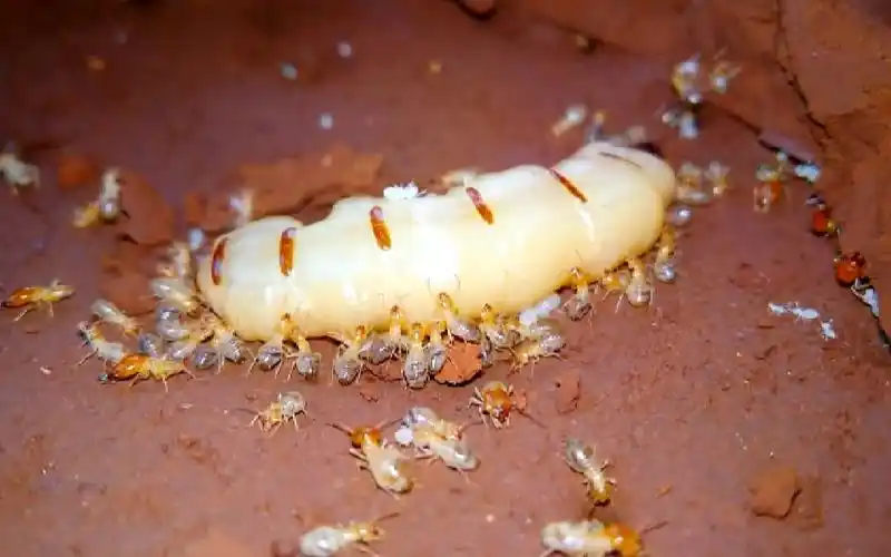 近距离观察一只蚁后看起来很好吃的样子