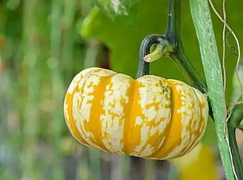 观赏葫芦,南瓜,树