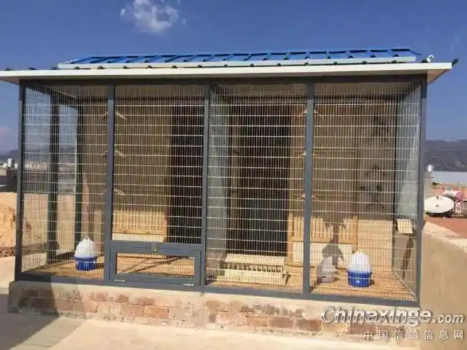 图集新手亲手设计建造的鸽棚太好了