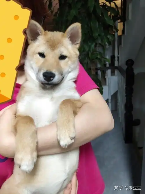 我这个柴犬是串吗好长的狐狸脸