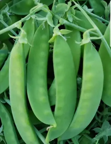 包邮坏单包退云南高山荷兰豆荚豆扁豆小荷兰豆蔬菜基地现采直发