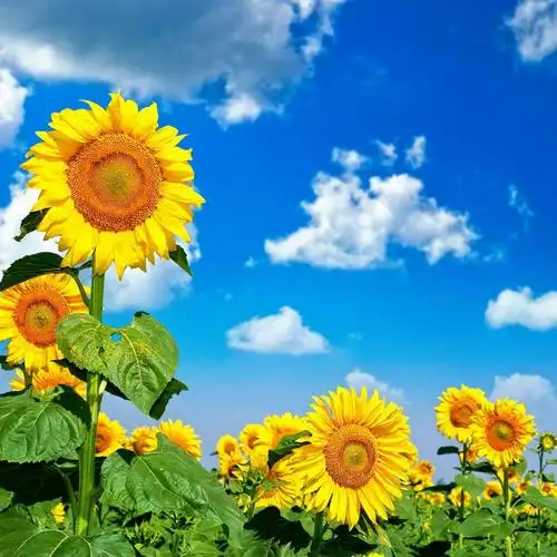 发现植物 向日葵为什么迎向太阳 王辉