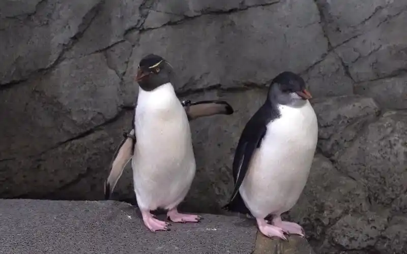 日本大阪海游馆可爱小企鹅
