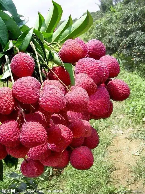 夏天有什么好吃的水果? - lemon爱吃鱼摆摆的回答 - 头条问答